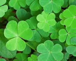 St. Patrick's Surprise